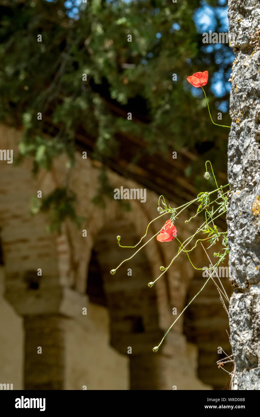 Street view, papavero piante in crescita e fioritura in corrispondenza di pareti di pietra di Aslan Pasha moschea nella fortezza di Ioannina in Grecia, soleggiata giornata di primavera, sel Foto Stock