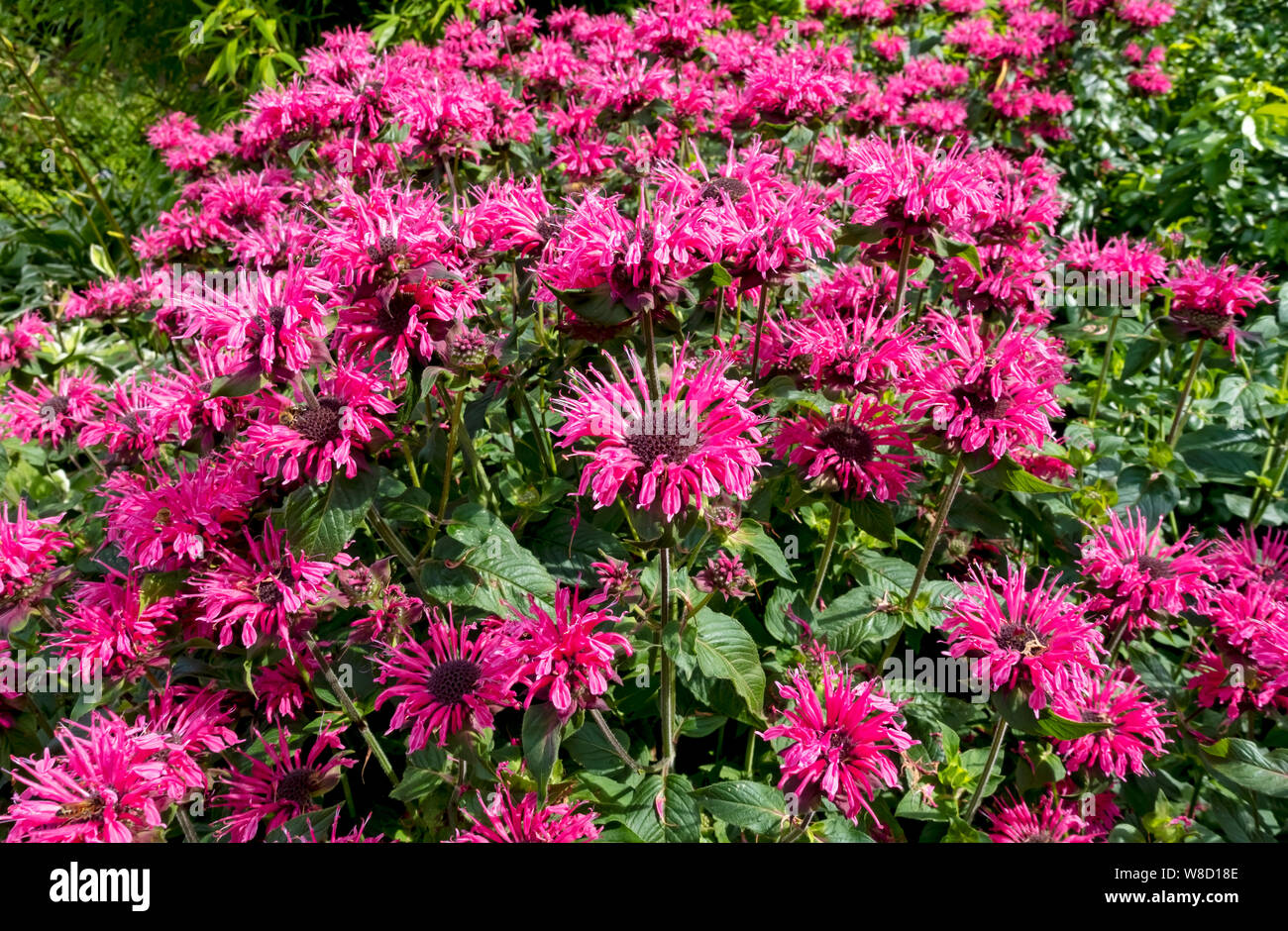 Primo piano di bergamotto rosa monarda didima (balsamo d'ape) fiori fiore in estate Inghilterra Regno Unito GB Gran Bretagna Foto Stock