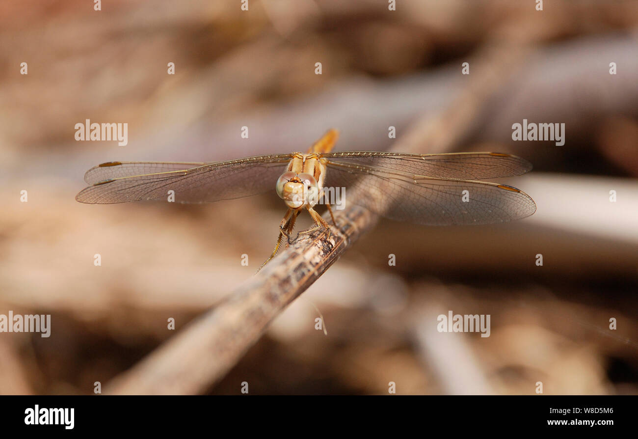 Una libellula che riposa sul ramoscello di un albero in Italia Foto Stock
