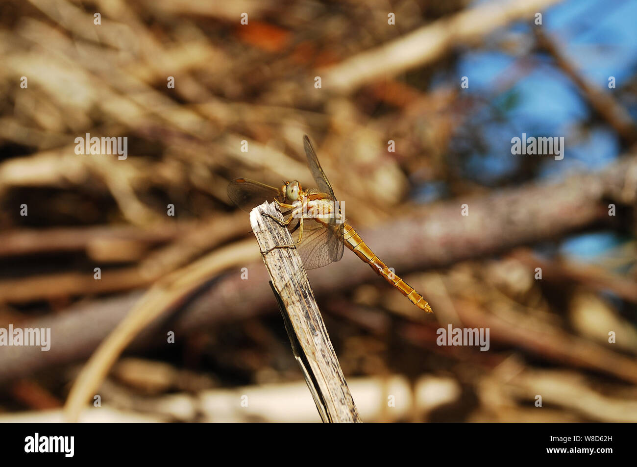 Una libellula che riposa sul ramoscello di un albero in Italia Foto Stock