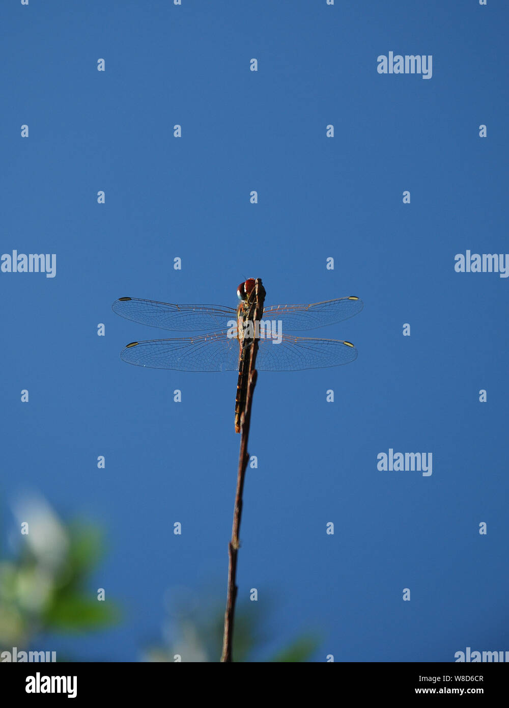 Una libellula in appoggio sul ramoscello di un albero con un cielo blu senza nuvole sullo sfondo Foto Stock