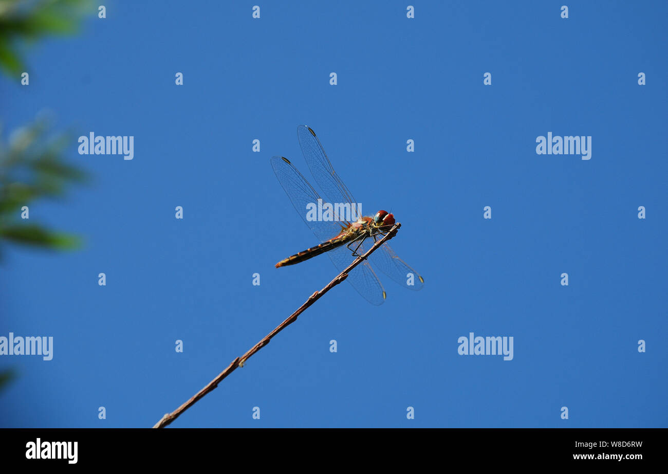 Una libellula che poggia sul ramoscello di un albero con uno sfondo blu del cielo senza nuvole in ne Italia Foto Stock