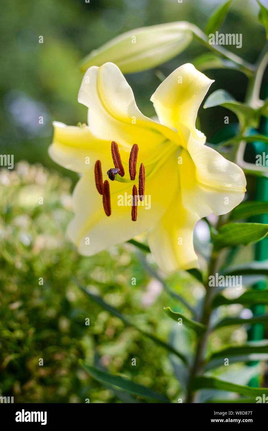 Grande giglio giallo fiore nel giardino estivo in luce del sole nel pomeriggio closeup Foto Stock