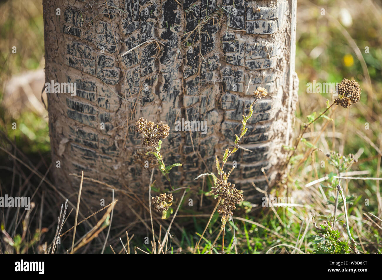 Sporco auto ruota sorge sull'erba, close up foto, off-road racing tema Foto Stock