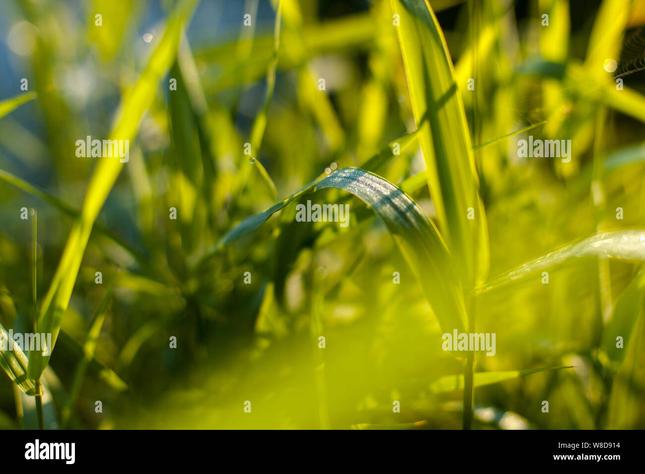 In prossimità di una brillante luce del mattino versando giù sul bagnato lascia delle alte erba verde Foto Stock