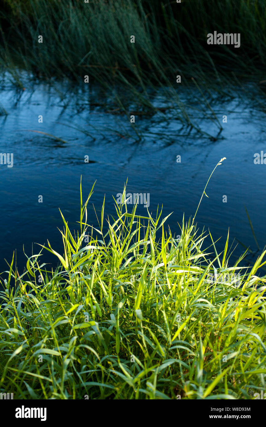 Un contrasto luminoso tra erba verde e blu delle acque del fiume al mattino presto Foto Stock
