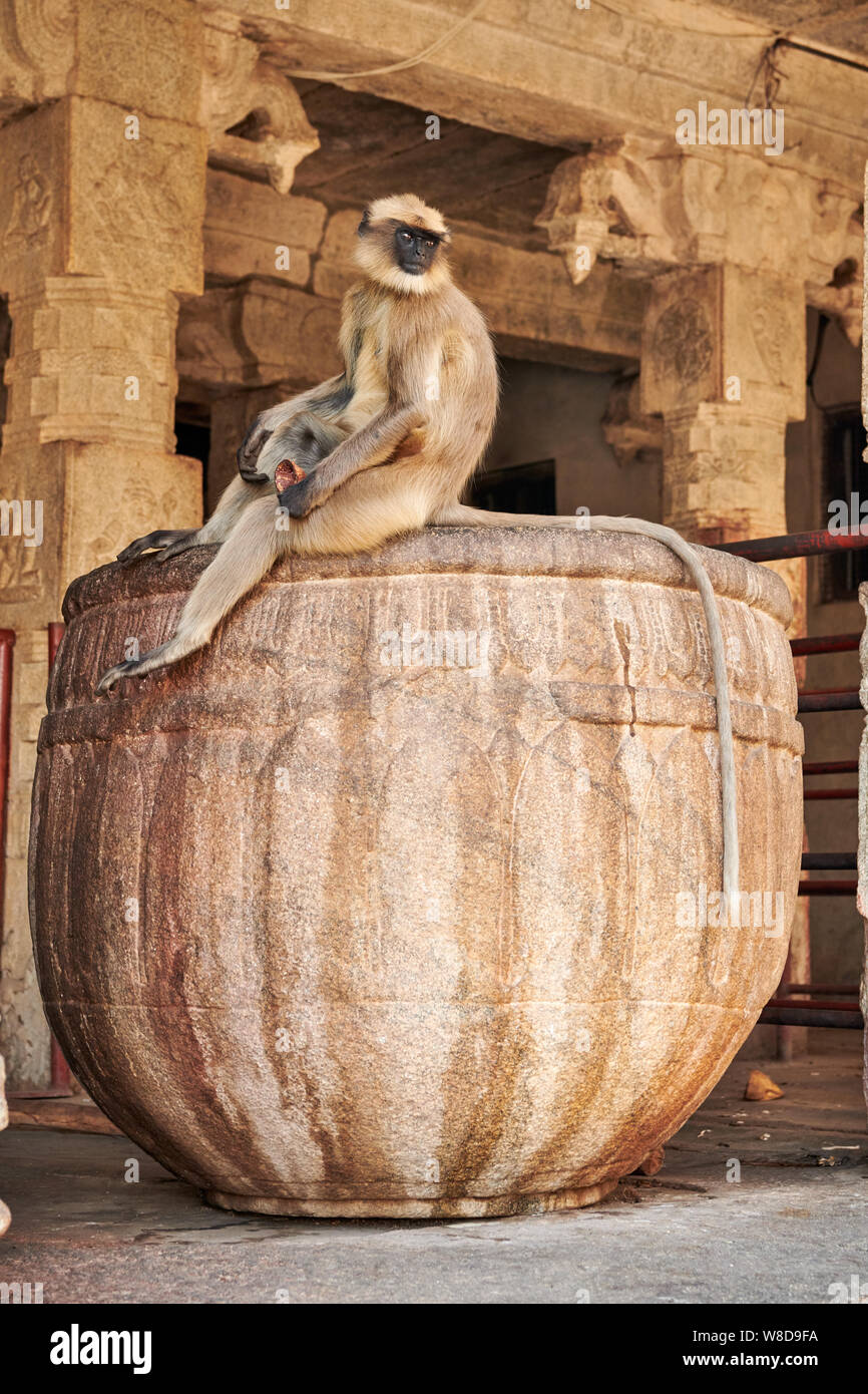 Tufted langur grigio, Semnopithecus priamo nel Tempio Virupaksha, Hampi, UNESCO sito heritge, Karnataka, India Foto Stock