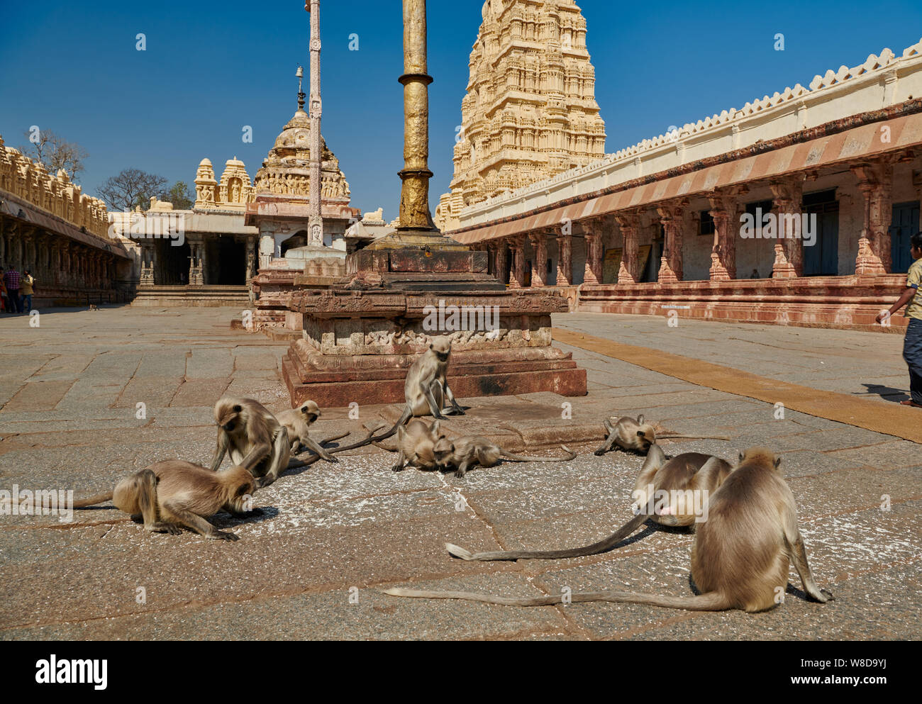 Tufted langur grigio, Semnopithecus priamo nel Tempio Virupaksha, Hampi, UNESCO sito heritge, Karnataka, India Foto Stock