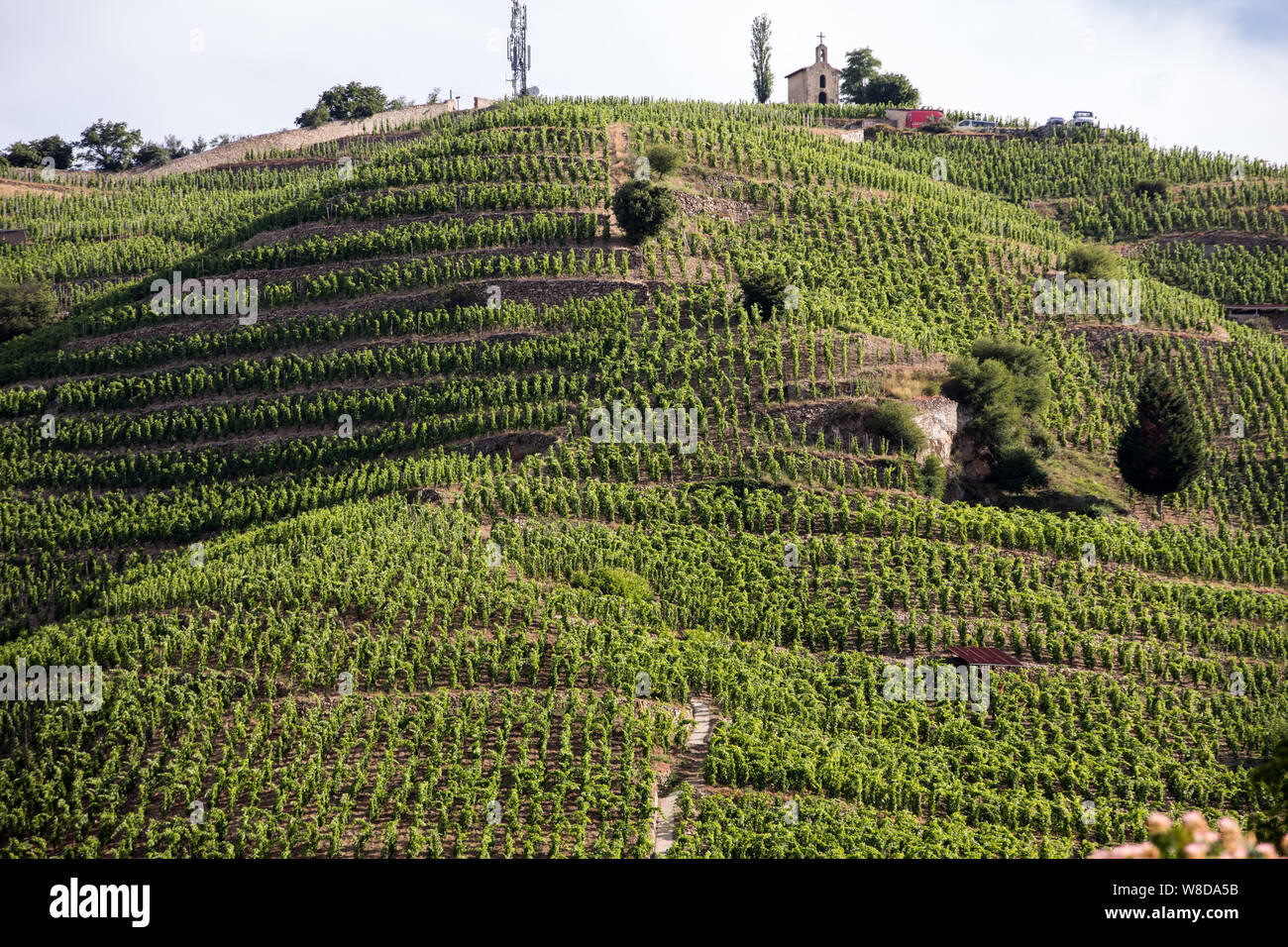 Vista del M. Chapoutier Crozes-Hermitage vigneti a Tain l'Hermitage, la valle del Rodano, Francia Foto Stock