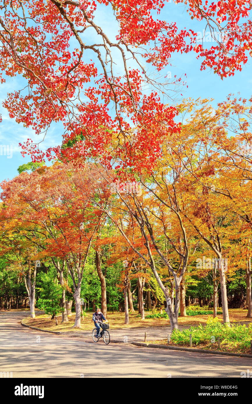 Osaka, Giappone - 21 nov 2018 - L'autunno-colorato nel parco cittadino il Forest Park e vicino al Castello di Osaka, Osaka, Giappone Foto Stock