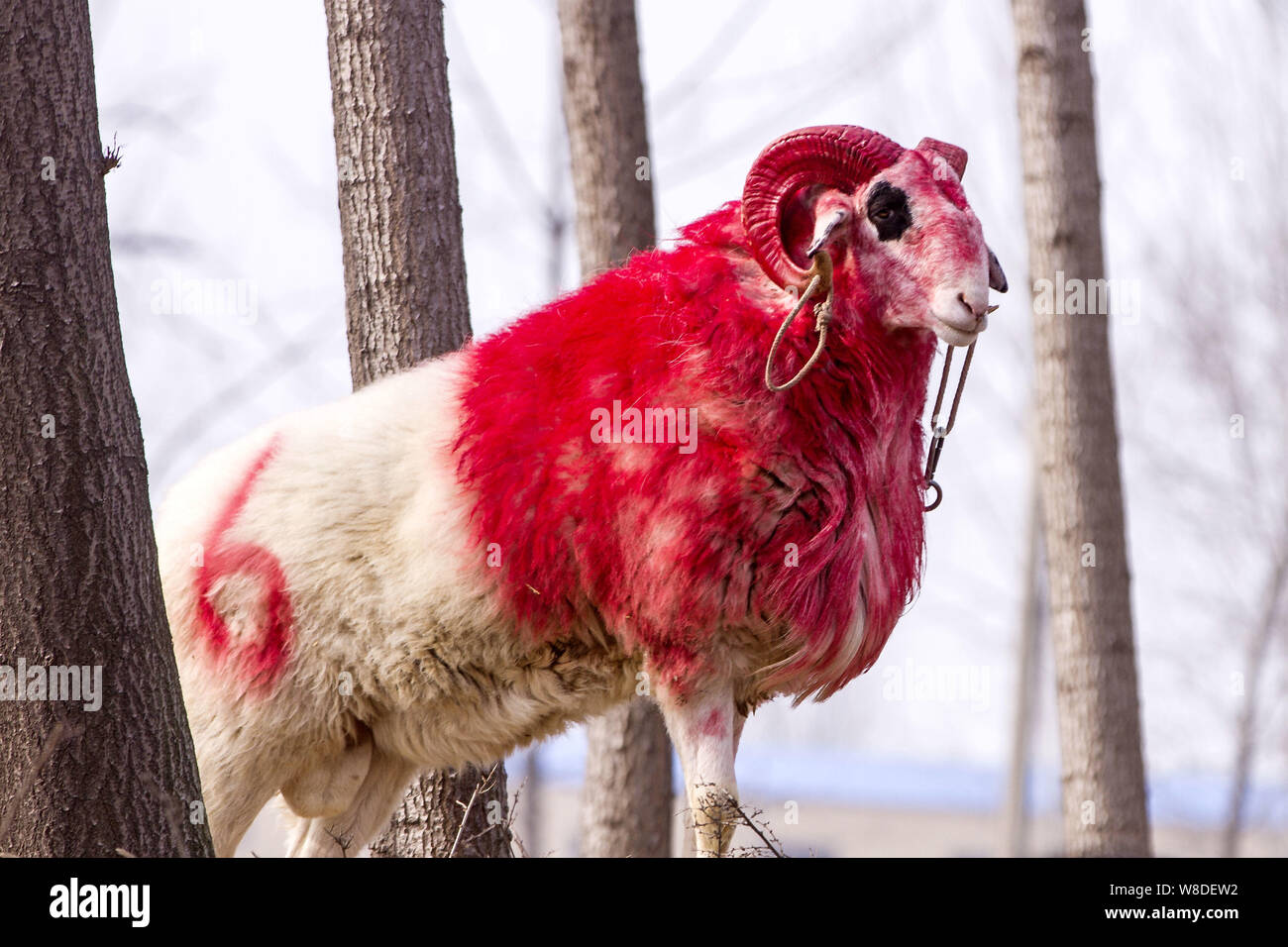 Un dipinto di rosso gli ovini si prepara per il suo tondo durante una pecora lotta nel villaggio Hanhejing, Baidaokou città, contea di Hua, Anyang City, centrale della Cina di Henan p Foto Stock