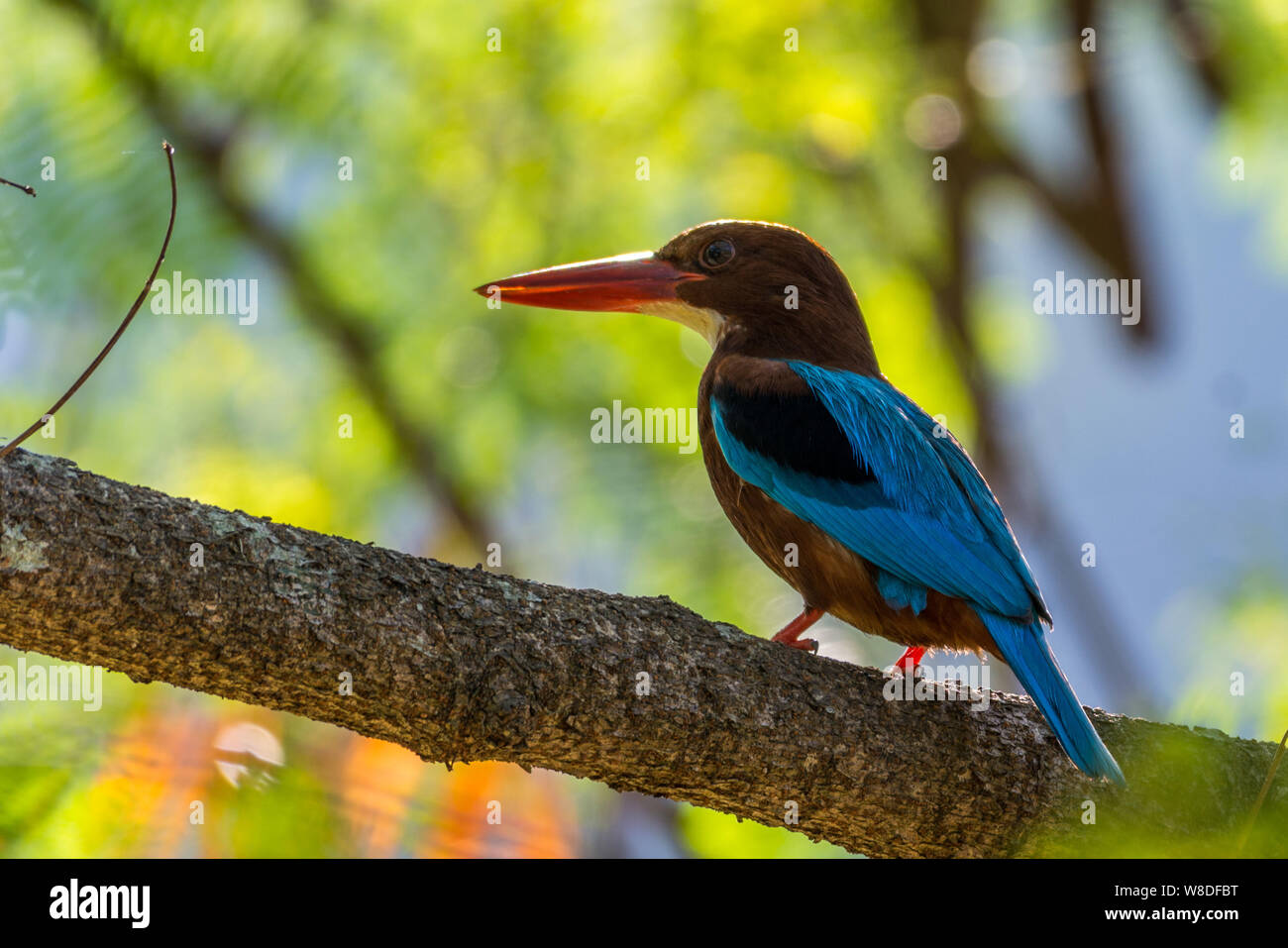 Bird-White-throated kingfisher (Halcyon smyrnensis) arroccato e posa Foto Stock