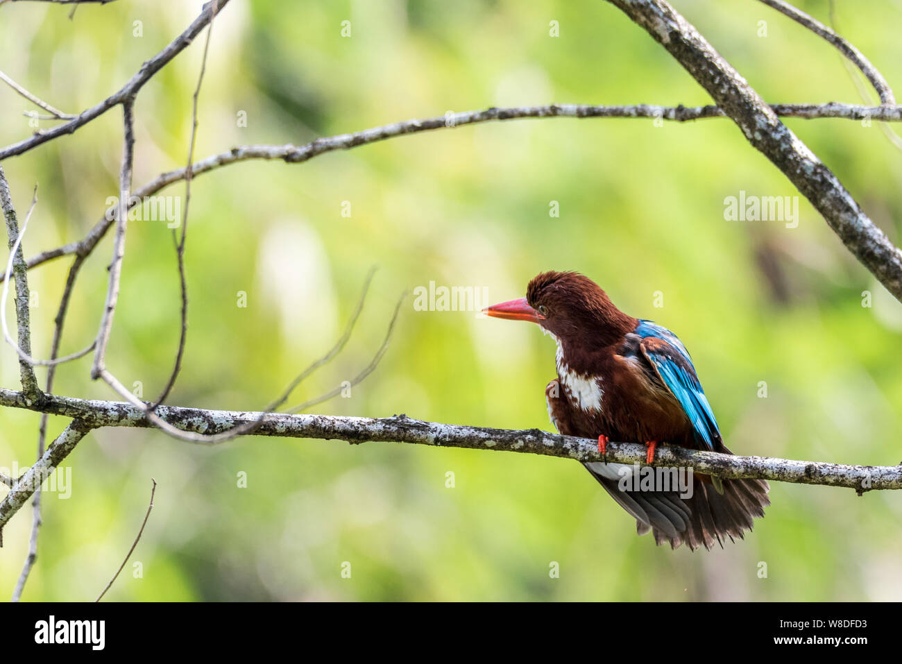 Bird-White-throated kingfisher (Halcyon smyrnensis) arroccato e posa Foto Stock