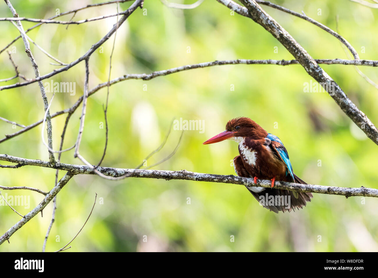 Bird-White-throated kingfisher (Halcyon smyrnensis) arroccato e posa Foto Stock