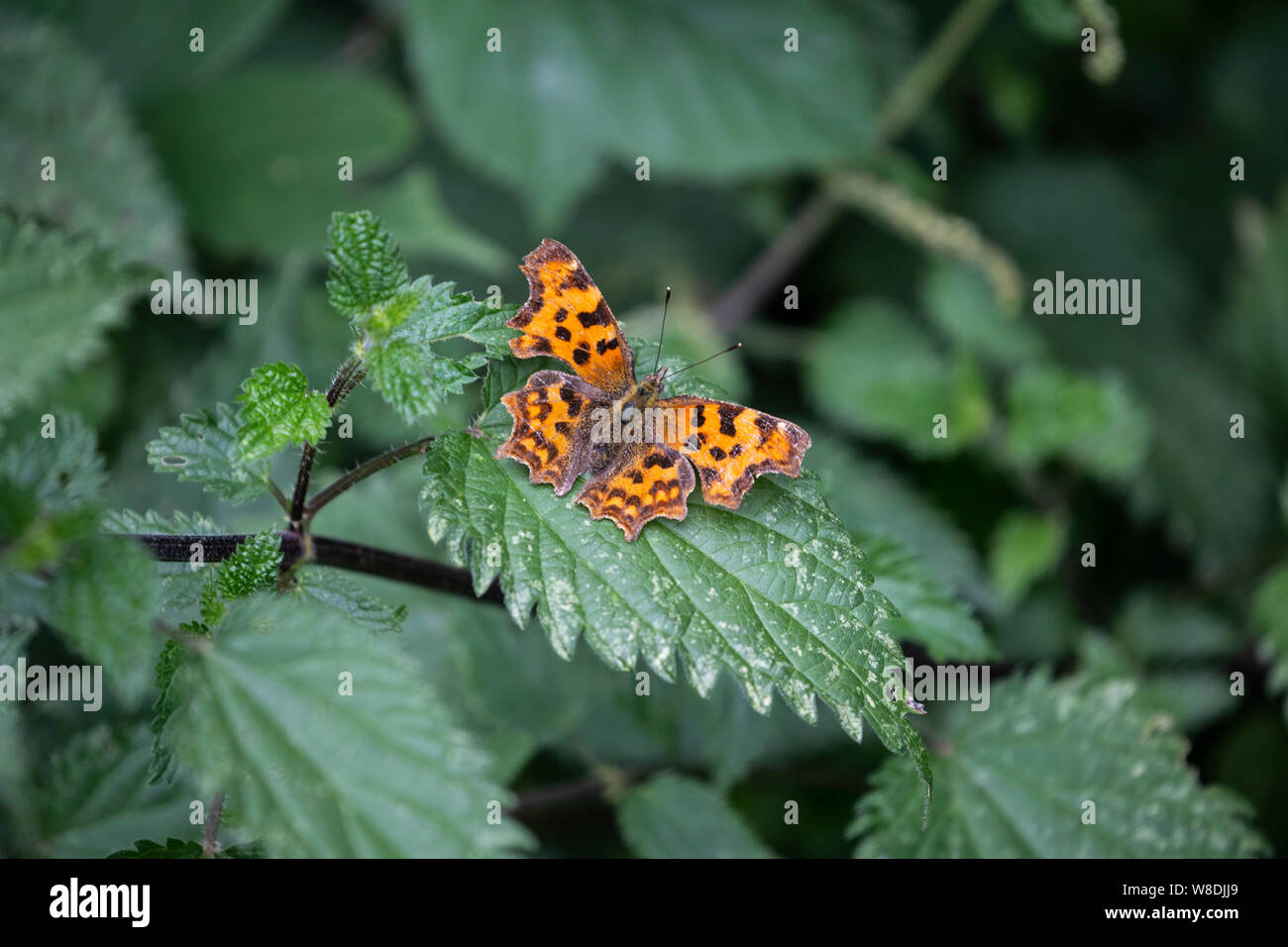 Virgola butterfly Polygonia c-album sul comune favorito ortica pianta utilizzata una chiave foodplant larvale con cospicuo tacche angolari sulle ali Foto Stock