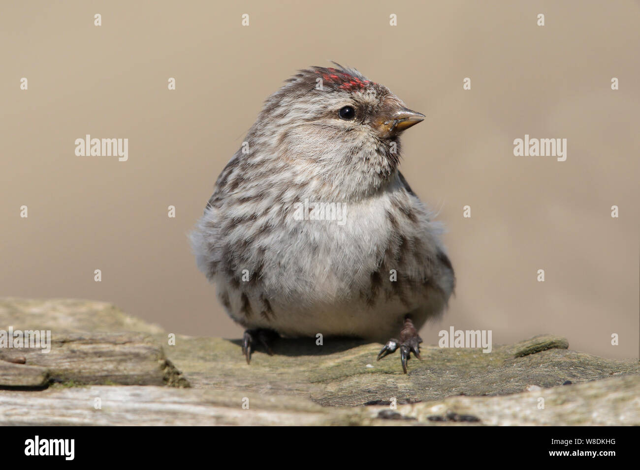 Carduelis hornemanni Foto Stock