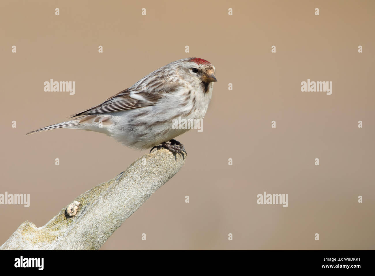 Carduelis hornemanni Foto Stock