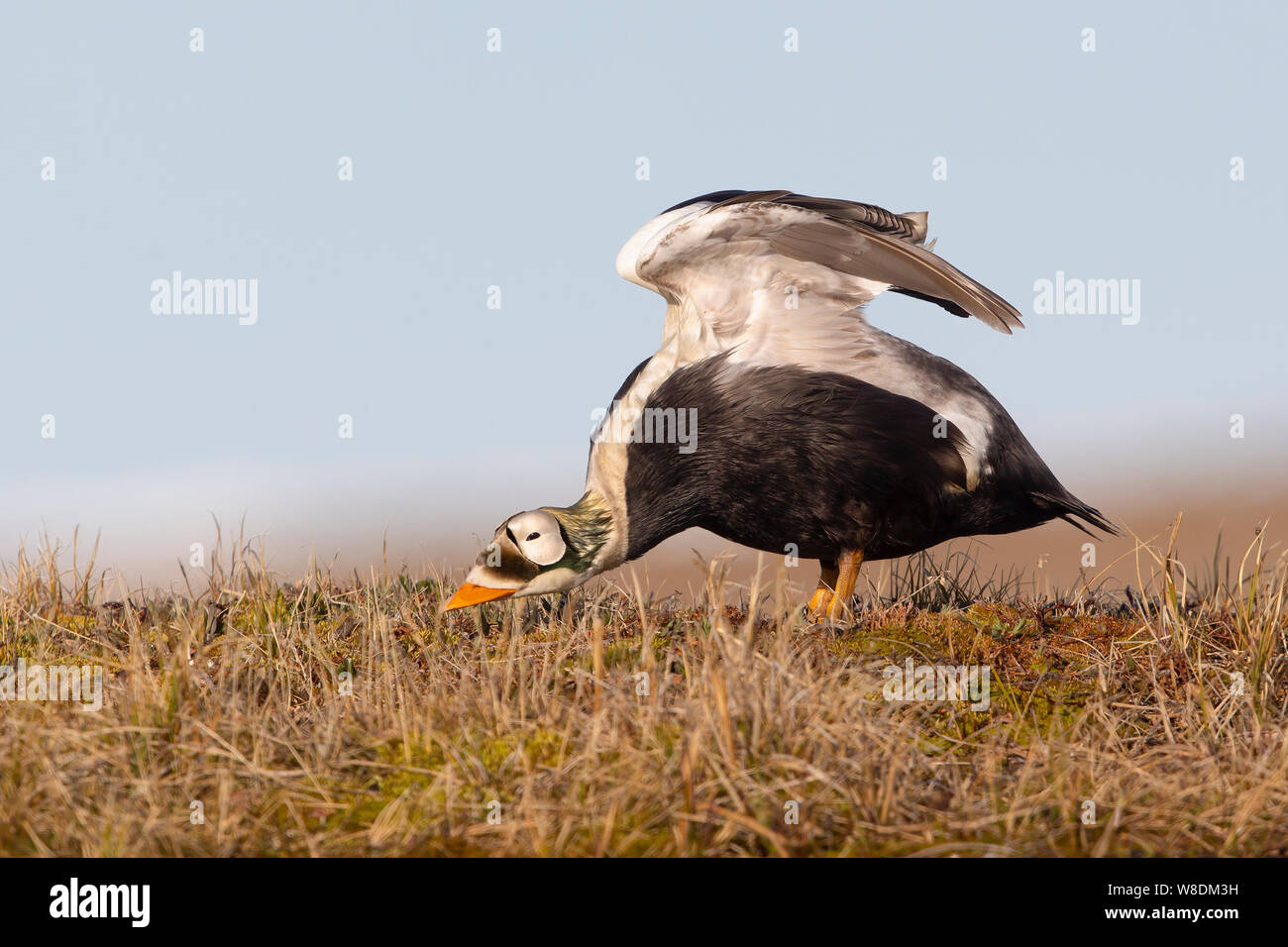 Spectacled eider Foto Stock