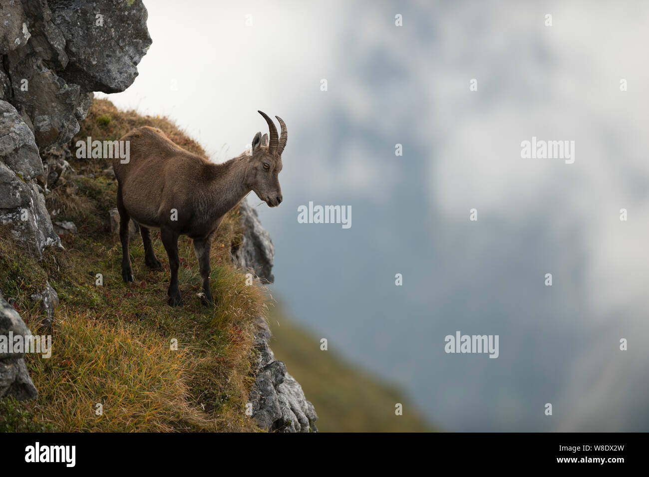 Alpine Ibex / stambecco (Capra ibex ) sorge su una scogliera ripida in alta montagna gamma, guardando in giù verso la valle. Foto Stock