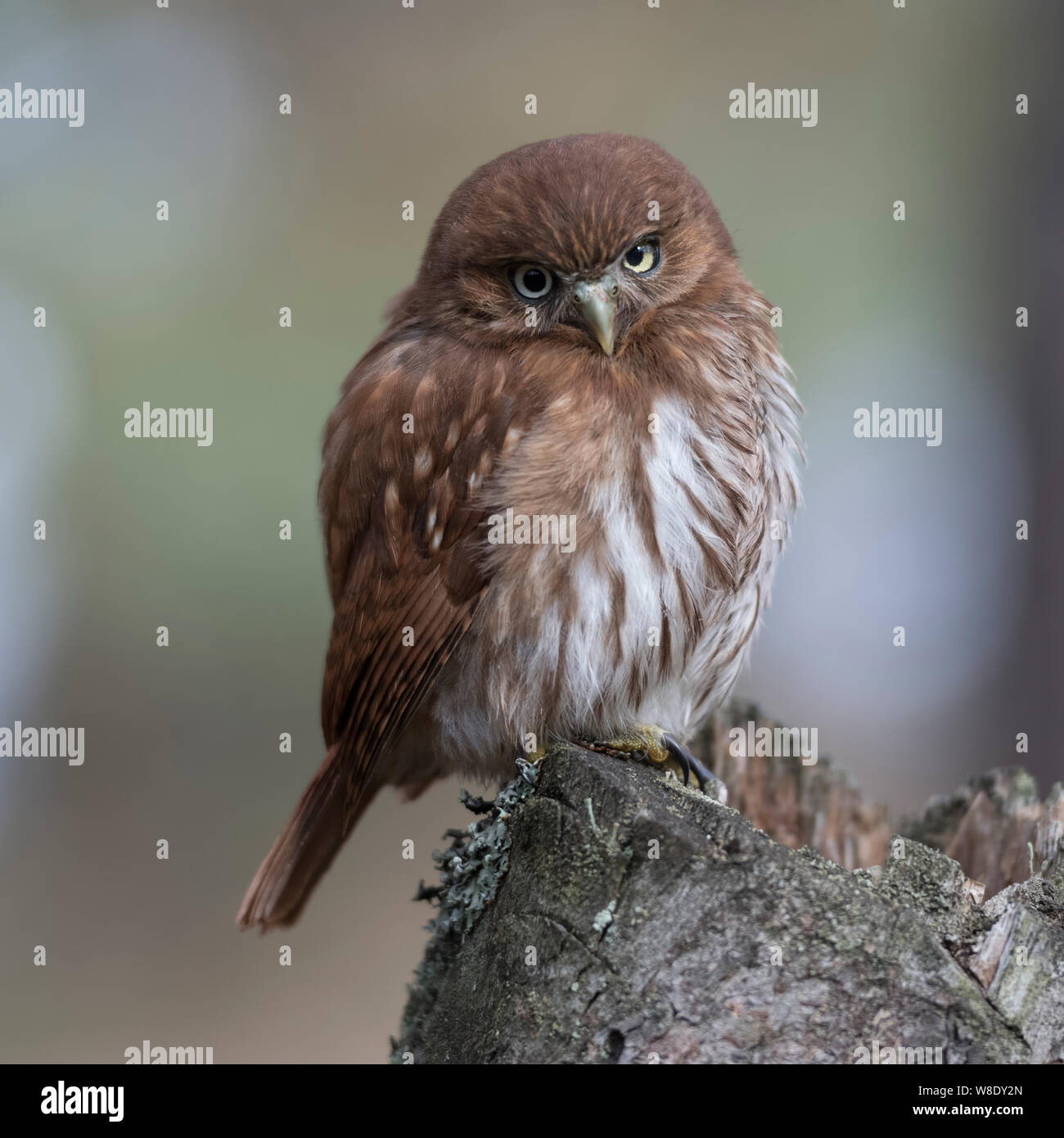 Ferruginosa Gufo pigmeo / Brasil Sperlingskauz ( Glaucidium brasilianum ), appollaiato su un albero marcio moncone, sembra forte ma carino, funny civetta. Foto Stock