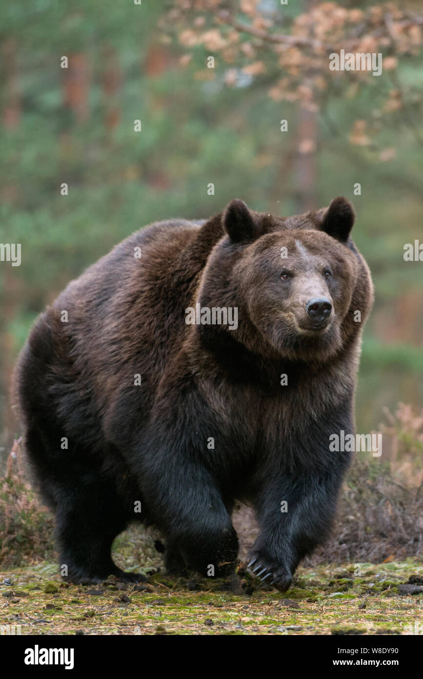 Orso bruno / Braunbaer ( Ursus arctos ), forte e potente per adulti, a piedi, in esecuzione su una radura nel bosco boreale, proveniente da vicino tutto il corpo s frontale Foto Stock