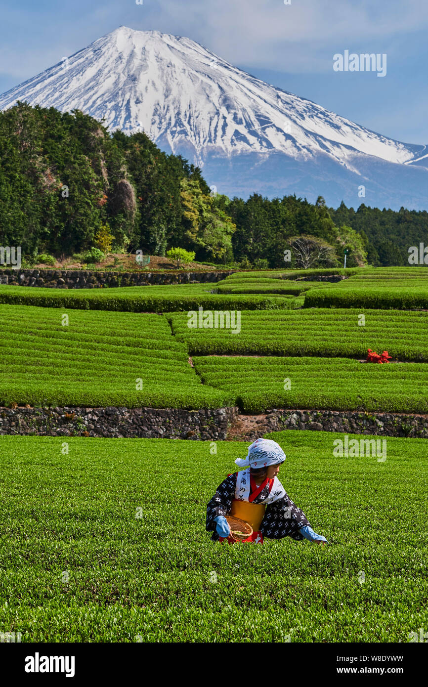 Giappone, Honshu, Shizuoka, tè raccolto ai piedi del Monte Fuji Foto Stock