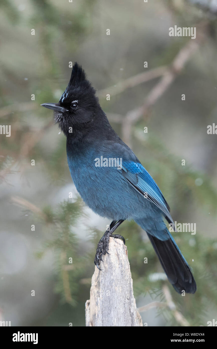 Steller jay / Diademhaeher ( Cyanocitta stelleri ) in inverno, appollaiato esposto sulla parte superiore di un tronco morto, eretto cresta, guardando attento, Yellowstone Foto Stock