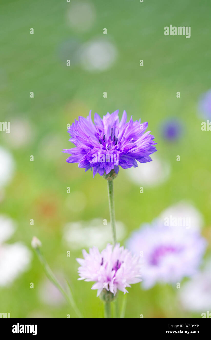 Centaurea cyanus fioritura in un prato di fiori selvaggi. Foto Stock