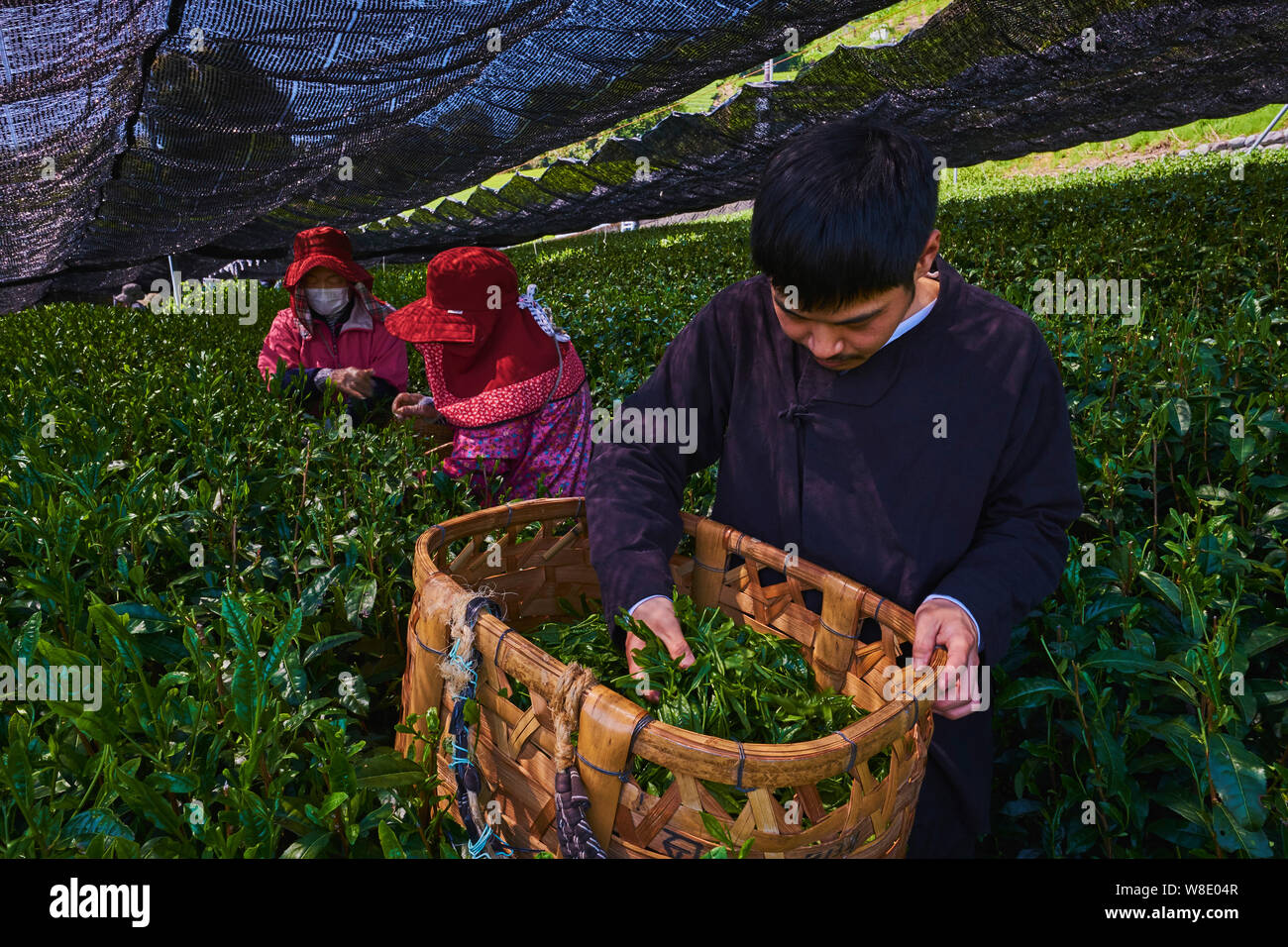 Giappone, Honshu, Shizuoka, tè il prelievo sui campi coperti, signor Fumiya Shiratori de tea farm " Okakae Chaen Kanebun " Foto Stock