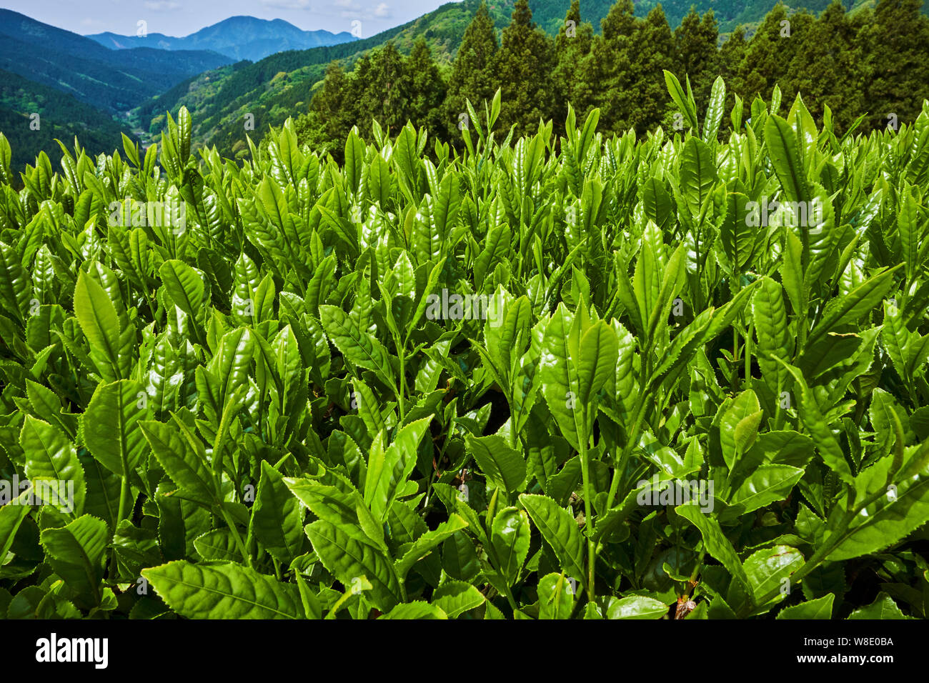 Giappone, Honshu, Shizuoka, campi di tè Foto Stock
