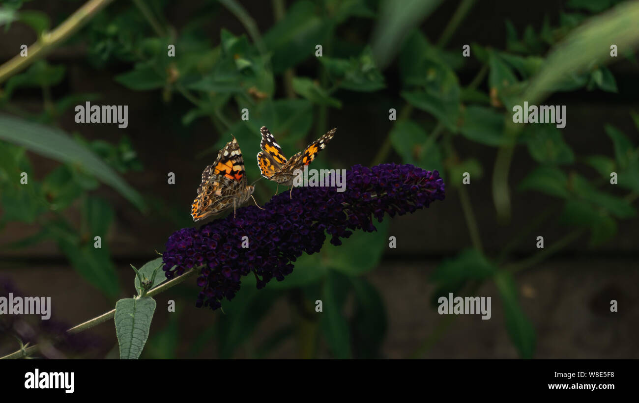 Due dipinti lady farfalle raccogliendo il nettare da porpora buddleja blossoms Foto Stock