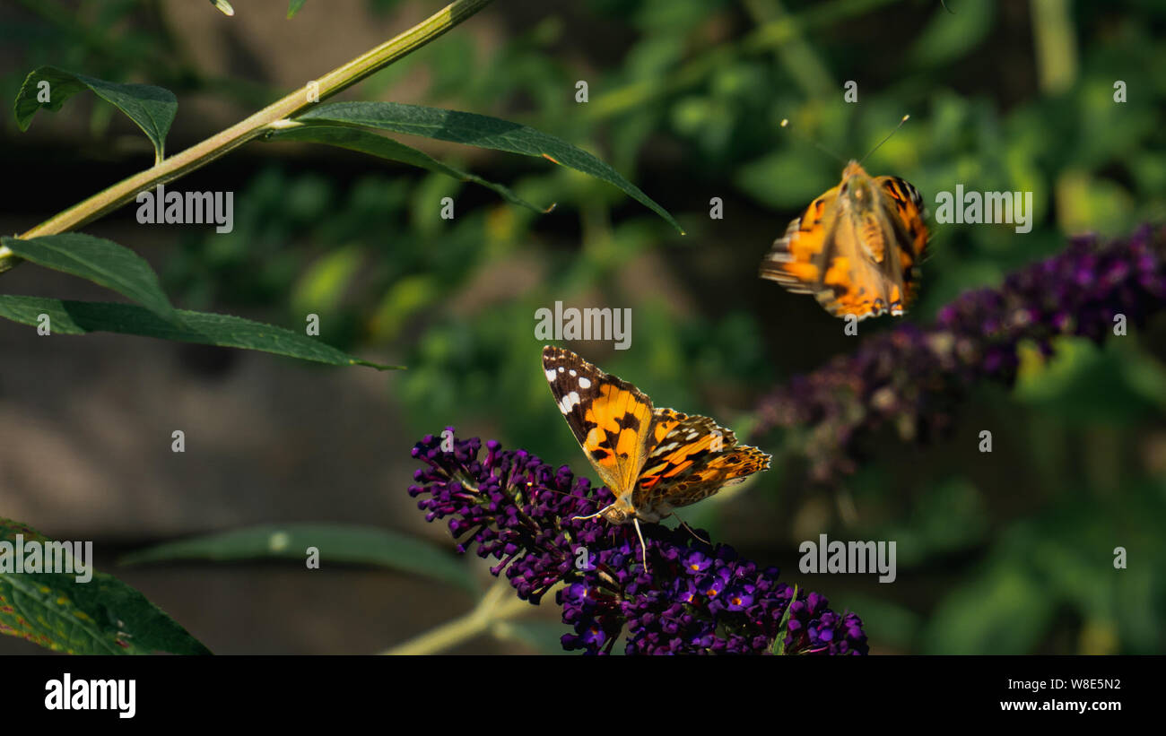 Due dipinti lady farfalle, uno volare lontano e una raccolta di nettare da porpora buddleja blossoms Foto Stock