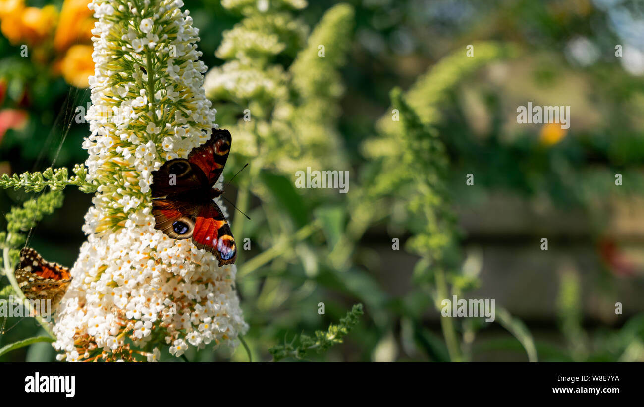 Splendidamente colorata brillante unione farfalla pavone su Bianco fiore buddleja Foto Stock