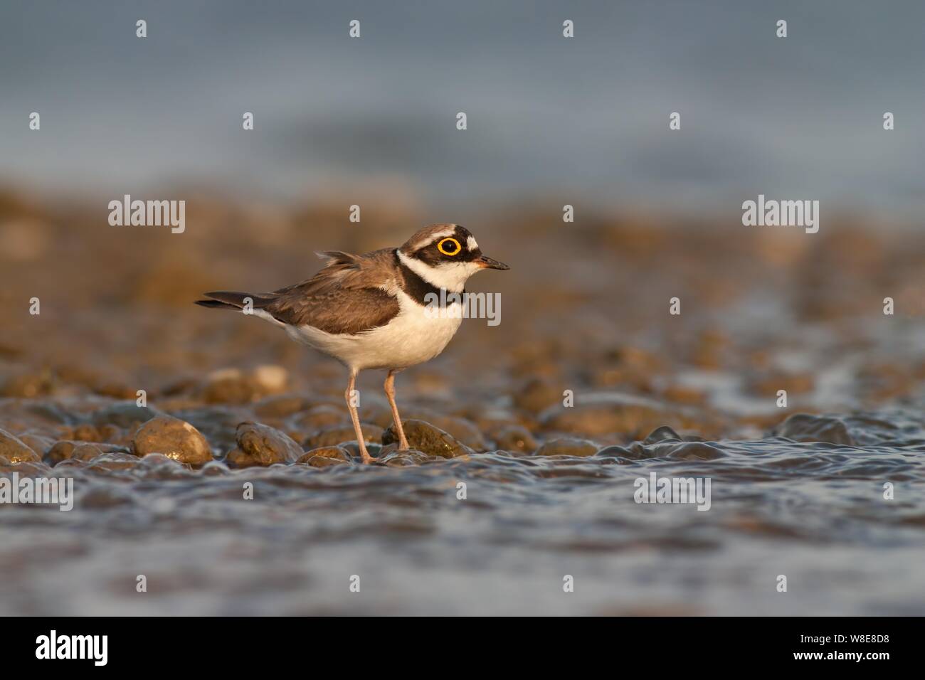 Piccolo amante con anello, Charadrius dubius con spazio per la copia Foto Stock