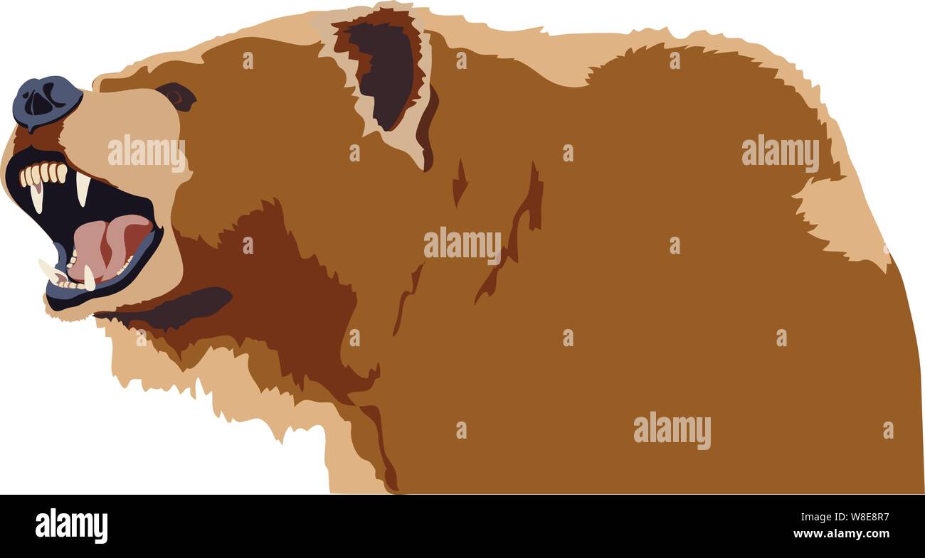 Orso grizzly con una bocca aperta ringhio con orecchie si voltò indietro e proteso in avanti aggressivamente Illustrazione Vettoriale