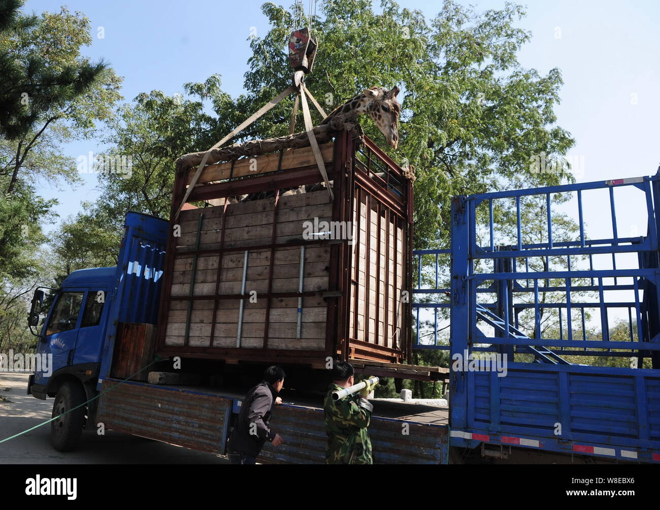 Otto-anno-vecchio giraffe Chang Qing viene caricato su un camion a Jinan animali selvatici del mondo prima che esso venga inviato alla sua nuova casa nella vicina città di Foto Stock
