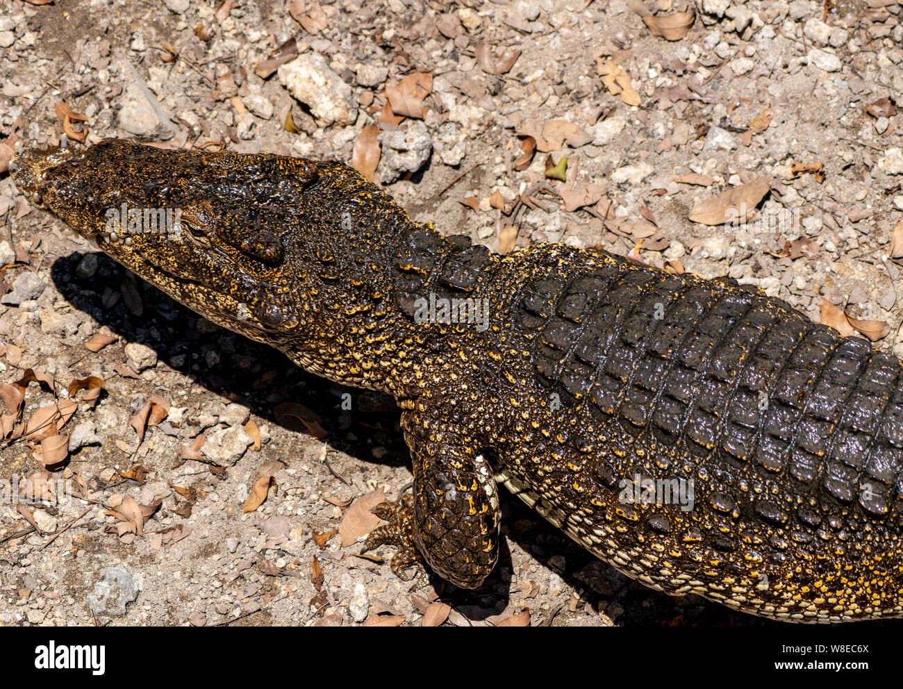 Coccodrillo o alligatore close-up verticale. Wildlide e foto di animali. Predatori e rettili Foto Stock