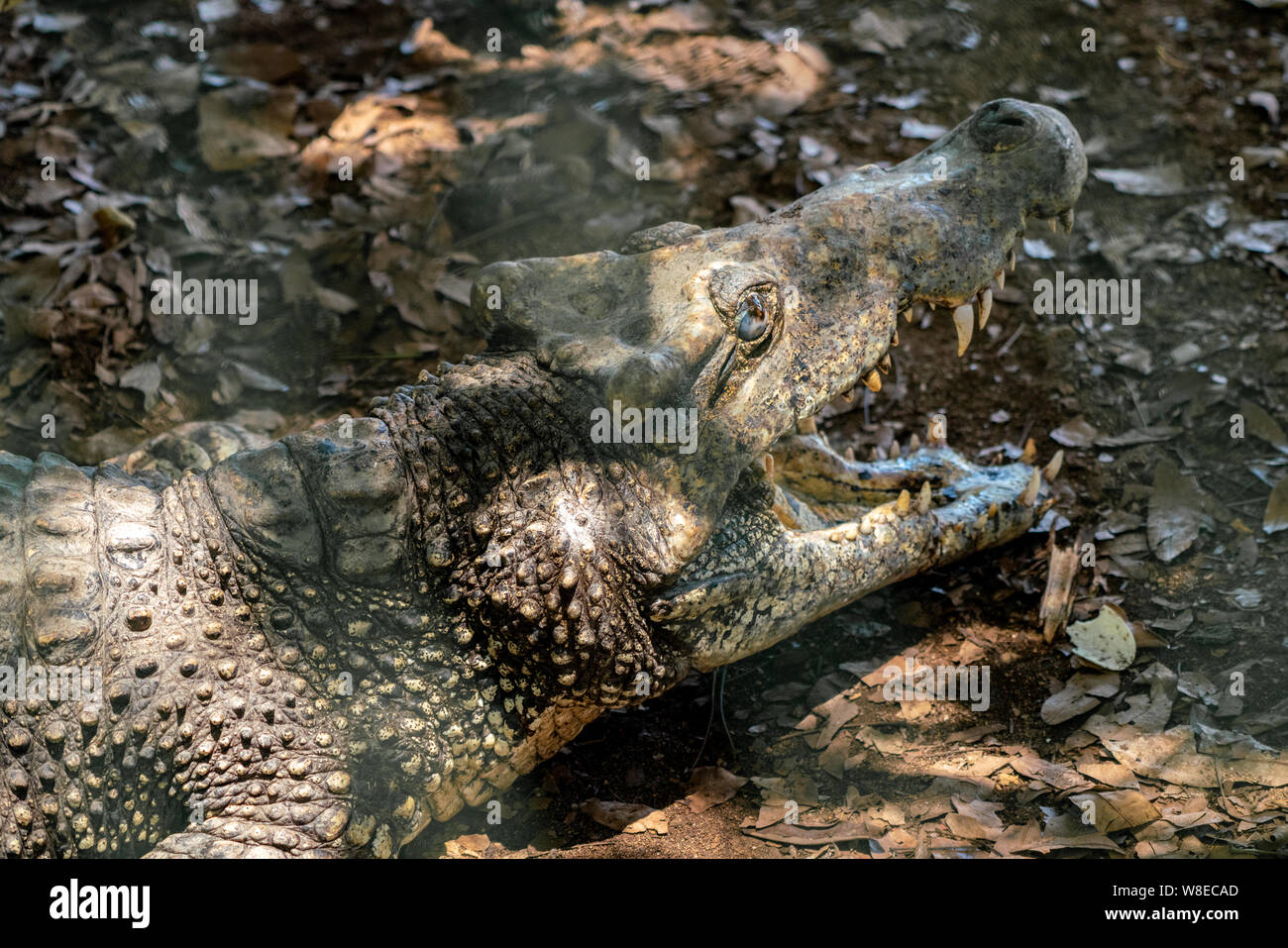 Coccodrillo o alligatore close-up verticale. Wildlide e foto di animali. Predatori e rettili Foto Stock