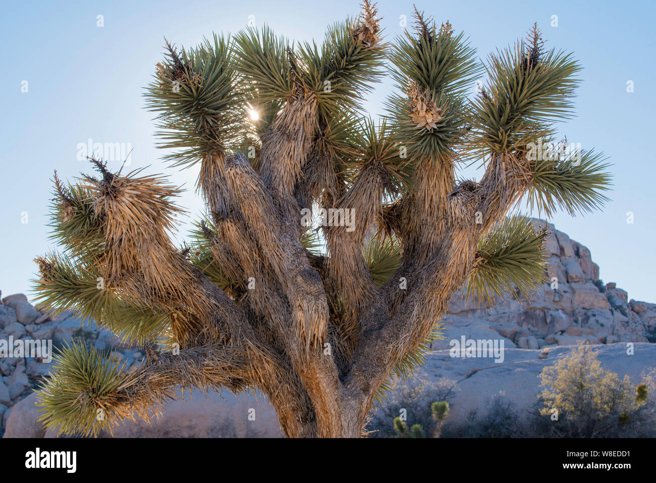 A Joshua Tree (Yucca brevifolia) o Yucca Tree si innalza al di sopra della bassa crescita fogliame nel deserto di fronte a grandi massi di granito a Joshua Tree Parco Nat Foto Stock