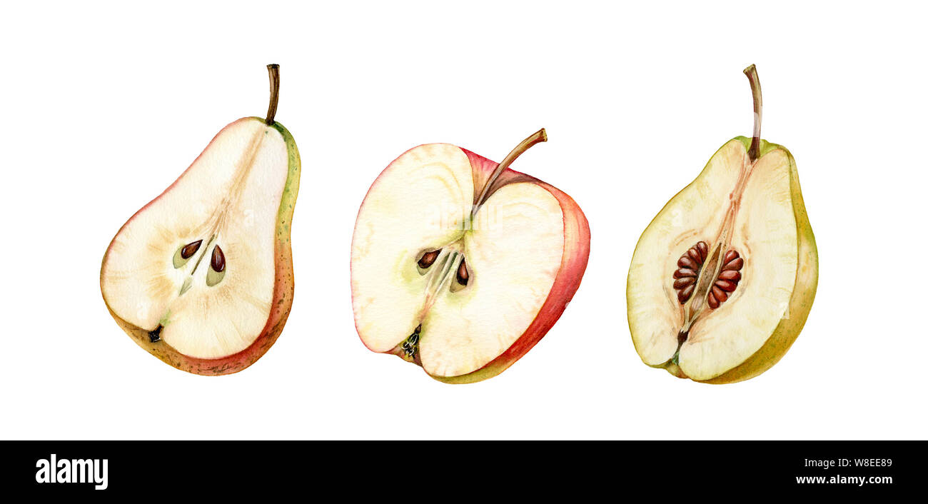 Frutti mezza fettina impostare rosa Mele Pere Cotogne dorato semi realistico acquerello botanico illustrazione succosa isolato su bianco disegnati a mano, tropicali Foto Stock