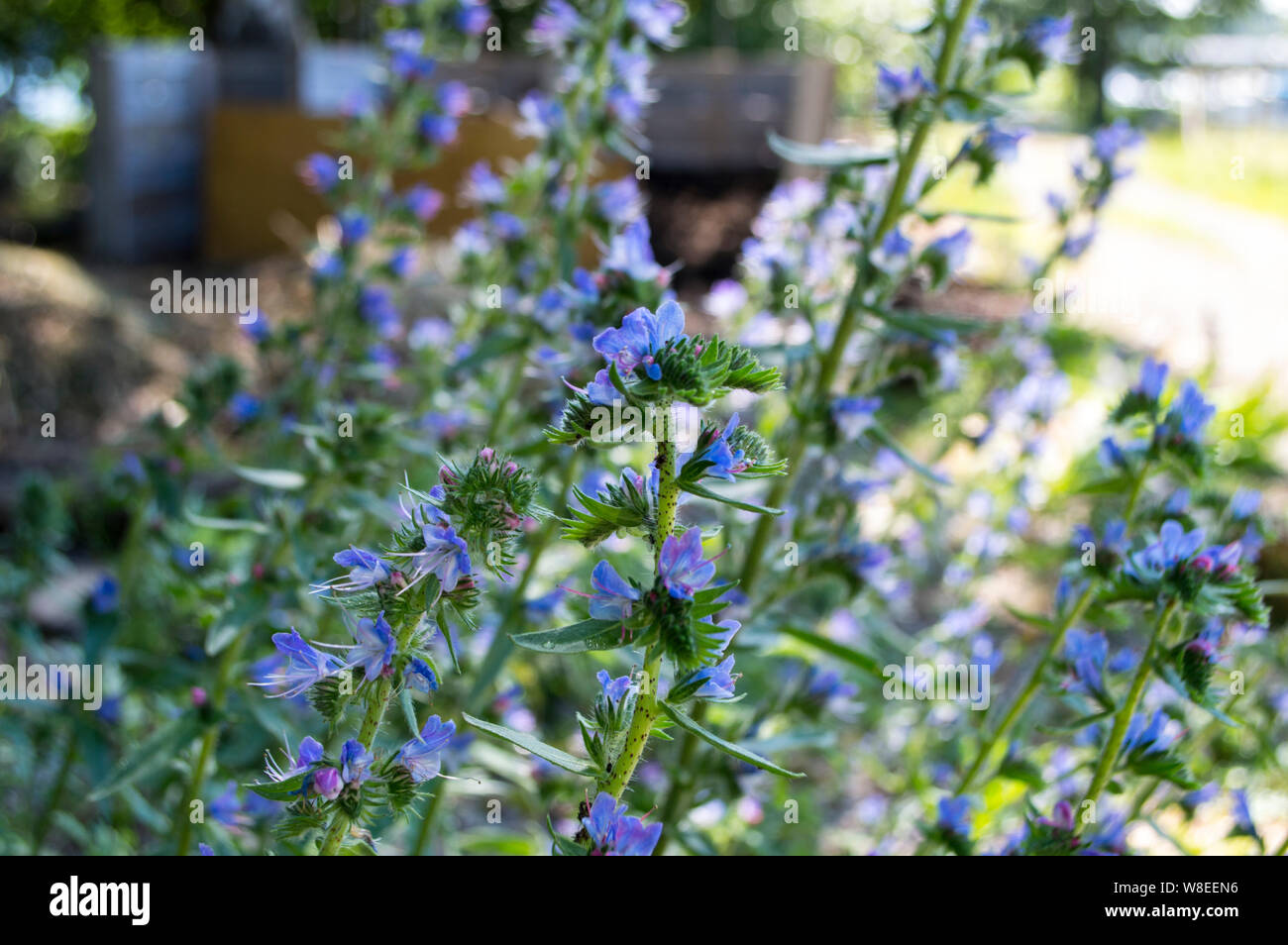 Selvaggio Blu fiori di issopo sotto l'ombra di un albero in una giornata di sole Foto Stock