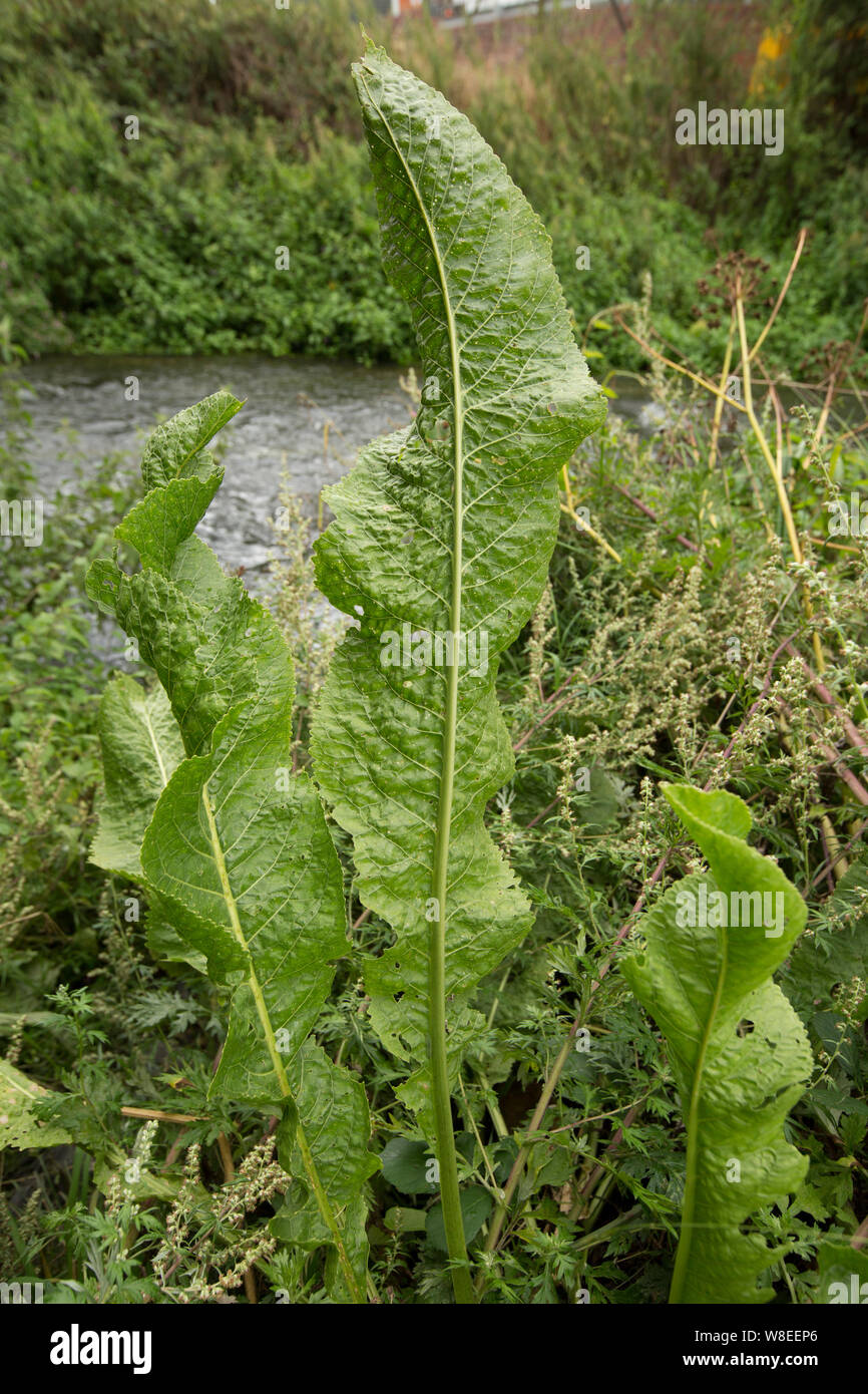 Wild horseradish immagini e fotografie stock ad alta risoluzione - Alamy