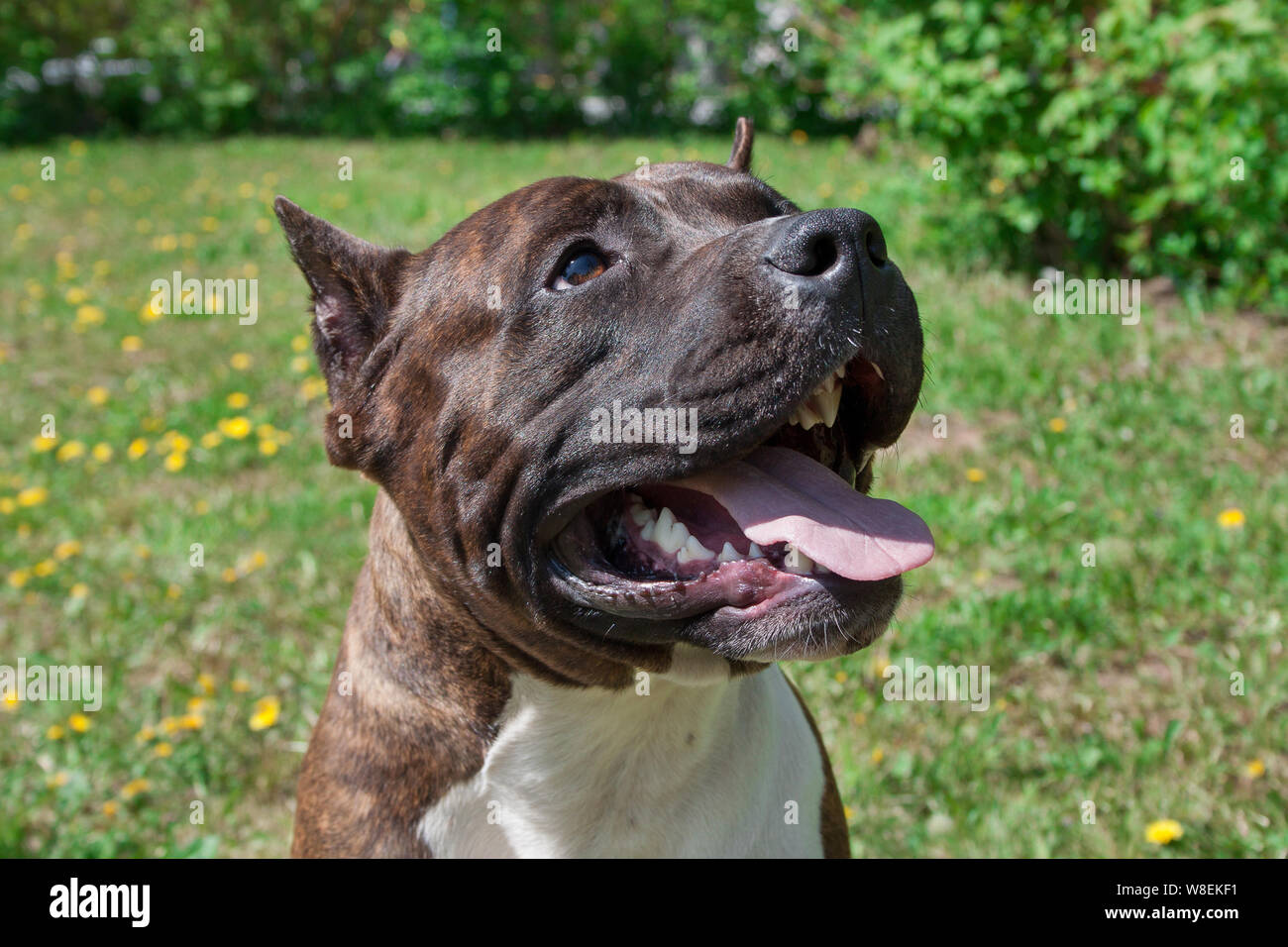 American Staffordshire terrier cucciolo è in piedi con la linguetta che si stravacca. Close up. Gli animali da compagnia. Foto Stock