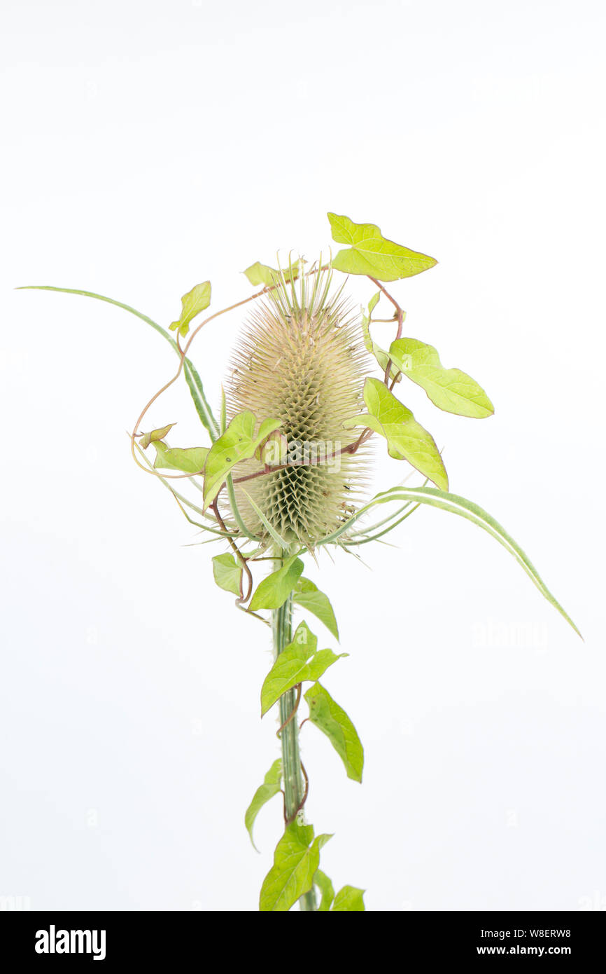 Una testa Teasel Dipsacus fullonum, che ha centinodia salire intorno ad esso. Studio immagine su uno sfondo bianco. Nord Inghilterra Dorset Regno Unito GB Foto Stock