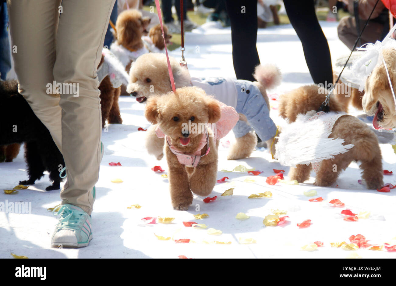 Coppie di cani prendere parte a un gruppo cerimonia di matrimonio nella città di Nanjing East cinese della provincia di Jiangsu, 18 ottobre 2015. Un gruppo speciale nozze cer Foto Stock