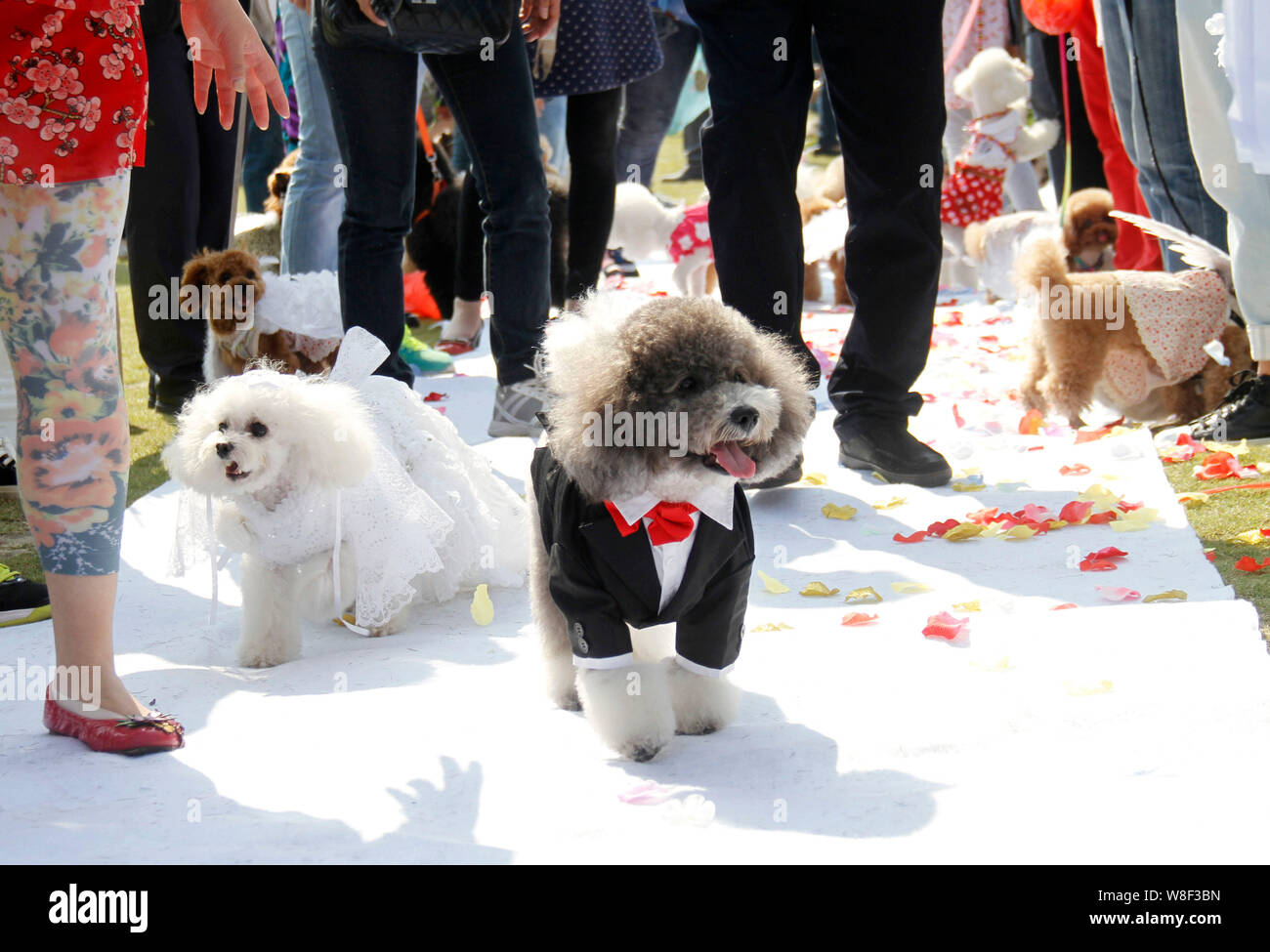 Coppie di cani prendere parte a un gruppo cerimonia di matrimonio nella città di Nanjing East cinese della provincia di Jiangsu, 18 ottobre 2015. Un gruppo speciale nozze cer Foto Stock
