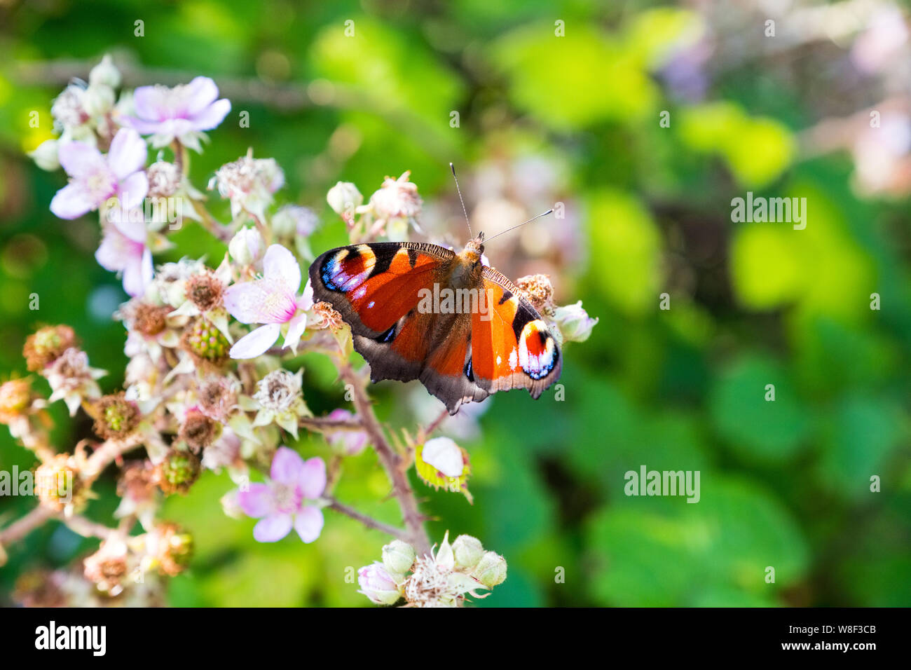 Peacock (Aglais io) farfalla sui fiori di rovo, Wales, Regno Unito Foto Stock