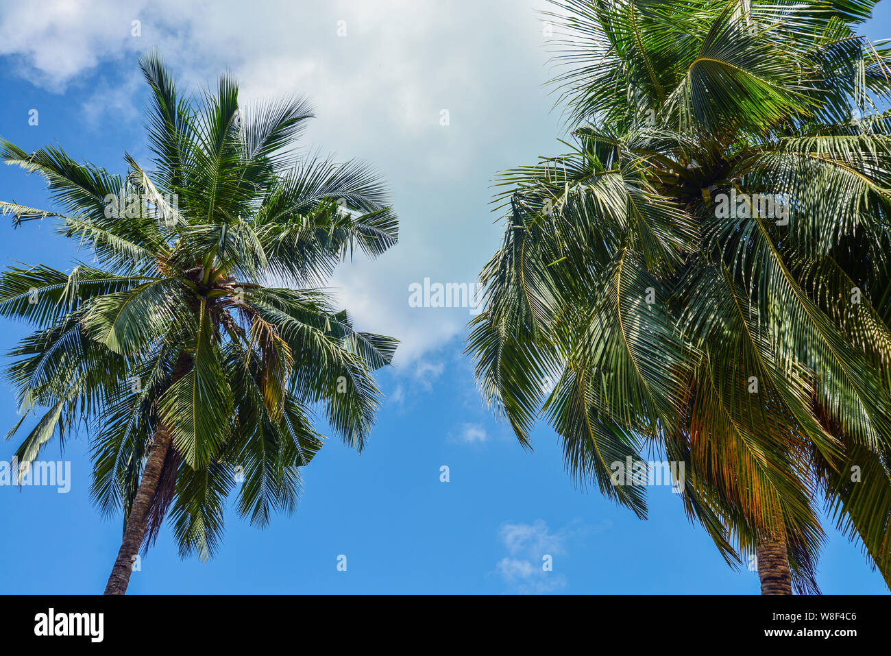 Bella vista tropicale con alberi di palma contro il cielo Foto Stock