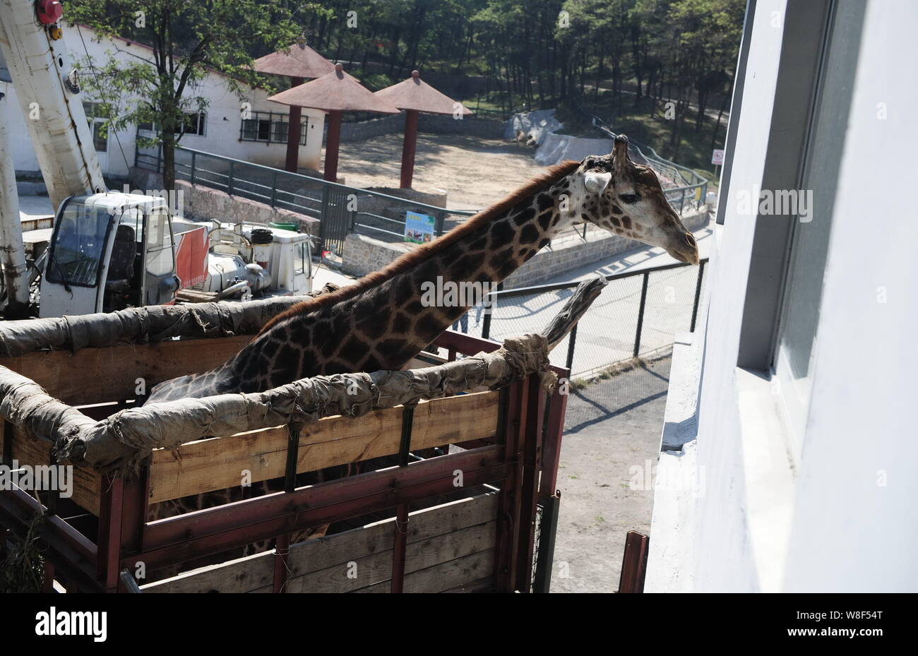 Otto-anno-vecchio giraffe Chang Qing viene caricato su un camion a Jinan animali selvatici del mondo prima che esso venga inviato alla sua nuova casa nella vicina città di Foto Stock