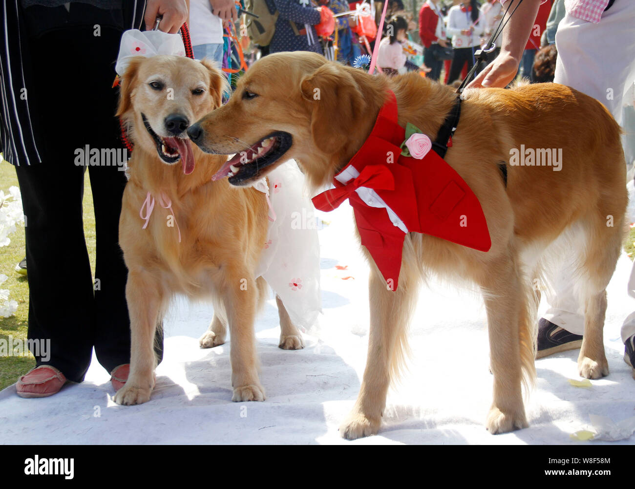 Una coppia di cani prendere parte a un gruppo cerimonia di matrimonio nella città di Nanjing East cinese della provincia di Jiangsu, 18 ottobre 2015. Un gruppo speciale nozze ce Foto Stock